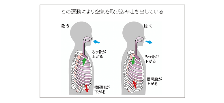 衛生管理者試験の労働生理 呼吸 過去問の出題傾向を徹底分析 かとひでブログ